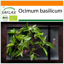 SAFLAX Garden in the bag - Thai Basilikum - Ocimum - 250 Samen