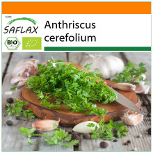 SAFLAX Garden in the bag - Kerbel - Anthriscus - 800 Samen