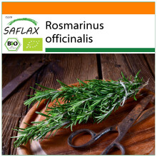 SAFLAX Garden in the bag - Rosmarin - Rosmarinus - 40 Samen