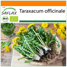 SAFLAX Garden in the bag - BIO - Tarassaco o dente di leone - 400 semi - Taraxacum