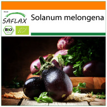 SAFLAX Garden in the bag - BIO - Melanzana - Black Beauty - 25 semi - Solanum