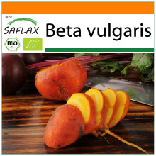 SAFLAX Garden in the bag - Goldene Rote Beete - Beta - 50 Samen