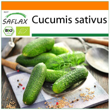 SAFLAX Garden in the bag - BIO - Cetriolo - Vorgebirgstraube - 15 semi - Cucumis