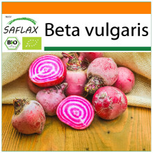 SAFLAX Garden in the bag - BIO - Barbabietola - Chioggia - 70 semi - Beta