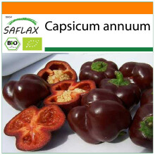 SAFLAX Garden in the bag - BIO - Peperone - Sweet Chocolate - 10 semi - Capsicum
