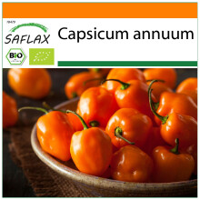 SAFLAX Garden in the bag - BIO - Peperoncino - Habanero Orang - 20 semi - Capsicum