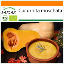 SAFLAX Garden in the bag - BIO - Zucca - Butternut - 6 semi - Cucurbita