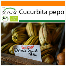 SAFLAX Garden in the bag - BIO - Zucca - Delicata - 6 semi - Cucurbita