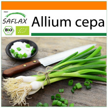 SAFLAX Garden in the bag - BIO - Cipollina - Cipolla Bianca di Lisbona - 150 semi - Allium
