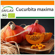 SAFLAX Garden in the bag - BIO - Zucca - Hokkaido - 5 semi - Cucurbita