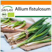 SAFLAX Garden in the bag - BIO - Cipollina - Ishikura giapponese - 150 semi - Allium