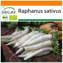 SAFLAX Garden in the bag - BIO - Ravanello - Daikon giapponese - 100 semi - Raphanus
