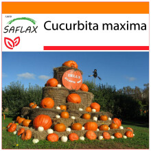 SAFLAX - Garden in the Bag - Pumpkin - Atlantic Giant - 7 seeds - With substrate in a fitting stand up bag - Cucurbita maxima