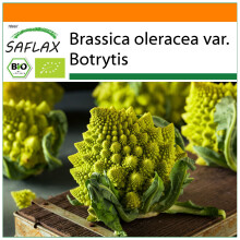 SAFLAX Garden in the bag - BIO - Cavolfiore - Romanesco - 50 semi - Brassica