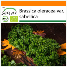 SAFLAX Garden in the bag - BIO - Cavolo riccio - Westland Winter - 70 semi - Brassica