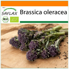 SAFLAX Garden in the bag - Broccoli – Purple - Brassica - 150 Samen