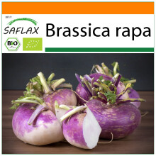 SAFLAX Garden in the bag - BIO - Cavolo rapa - Milan Purple - 600 semi - Brassica