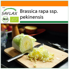 SAFLAX Garden in the bag - BIO - Cavolo cinese - Granat - 40 semi - Brassica