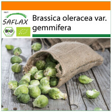 SAFLAX Garden in the bag - BIO - Cavoletti di Bruxelles - Groninger - 30 semi - Brassica