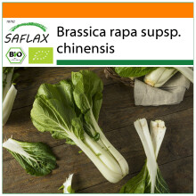SAFLAX Garden in the bag - BIO - Cavolo senape cinese - Pak Choi - 300 semi - Brassica