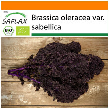 SAFLAX Garden in the bag - BIO - Cavolo riccio - Krauser rosso - 50 semi - Brassica
