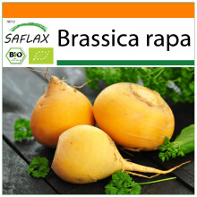 SAFLAX Garden in the bag - BIO - Cavolo rapa - Goldana - 500 semi - Brassica