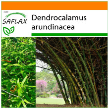 SAFLAX - Garden in the Bag - Great Thorny Bamboo - 50 seeds - With substrate in a fitting stand up bag - Dendrocalamus arundinacea
