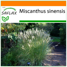 SAFLAX Garden in the bag - Chinaschilf - Miscanthus - 200 Samen