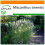 SAFLAX Garden in the bag - Chinaschilf - Miscanthus - 200 Samen 1