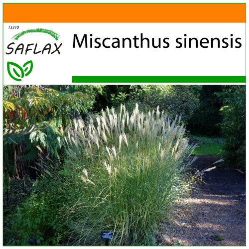 SAFLAX Garden in the bag - Chinaschilf - Miscanthus - 200 Samen