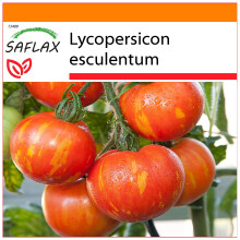 SAFLAX Garden in the bag - Pomodoro Tigerella - 10 semi - Lycopersicon