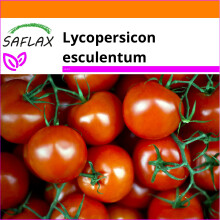 SAFLAX Garden in the bag - Pomodoro messicano al miele - 10 semi - Lycopersicon