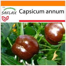SAFLAX Garden in the bag - Peperoncino Sweet Chocolate - 10 semi - Capsicum
