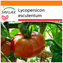 SAFLAX Garden in the bag - Pomodoro Pink Brandywine - 10 semi - Lycopersicon