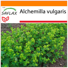 SAFLAX Garden in the bag - Erba stella - 100 semi - Alchemilla