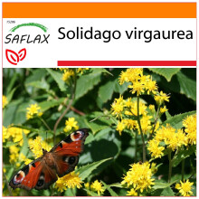 SAFLAX Garden in the bag - Verga d'oro - 100 semi - Solidago