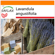 SAFLAX Garden in the bag - Lavanda - 150 semi - Lavandula