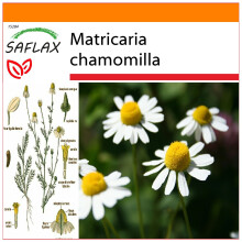 SAFLAX Garden in the bag - Camomilla - 300 semi - Matricaria