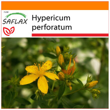 SAFLAX Garden in the bag - Iperico - 300 semi - Hypericum