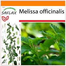 SAFLAX Garden in the bag - Erba limoncina - 150 semi - Melissa