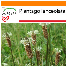 SAFLAX Garden in the bag - Piantaggine - 100 semi - Plantago