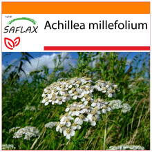 SAFLAX Garden in the bag - Achillea millefoglie - 200 semi - Achillea