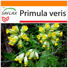 SAFLAX Garden in the bag - Primula odorosa - 100 semi - Primula