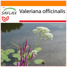 SAFLAX Garden in the bag - Valeriana - 200 semi - Valeriana