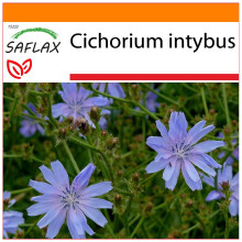 SAFLAX Garden in the bag - Cicoria comune - 250 semi - Cichorium