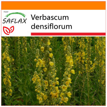 SAFLAX Garden in the bag - Verbasco falso barbasso - 500 semi - Verbascum