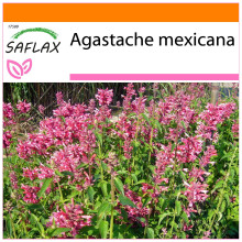 SAFLAX Garden in the bag - Anice menta messicana - 50 semi - Agastache