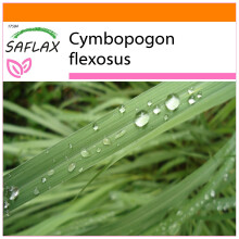 SAFLAX Garden in the bag - Citronella - 50 semi - Cymbopogon