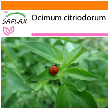 SAFLAX - Garden in the Bag - Lemon Basil - 200 seeds - With substrate in a fitting stand up bag - Ocimum citriodorum