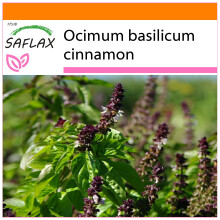 SAFLAX Garden in the bag - Basilico cannella - 200 semi - Ocimum